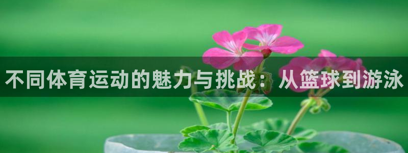 球客岛：不同体育运动的魅力与挑战：从篮球到游泳