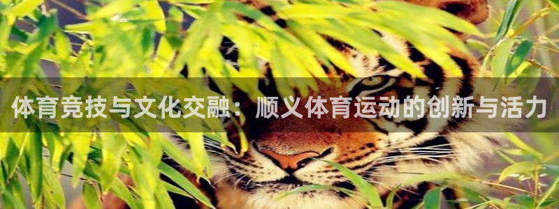 球客岛：体育竞技与文化交融：顺义体育运动的创新与活力