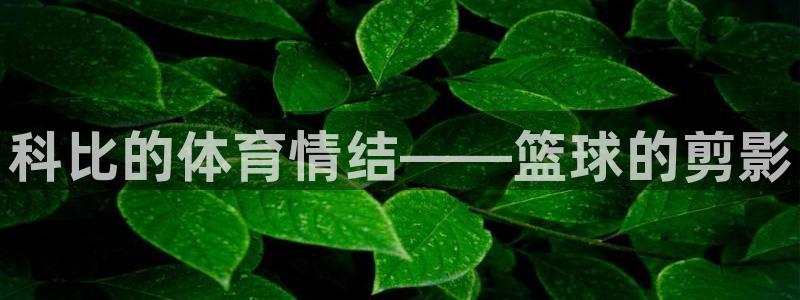 球客岛：科比的体育情结——篮球的剪影