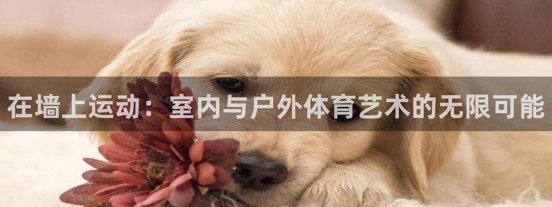 球客岛：在墙上运动：室内与户外体育艺术的无限可能